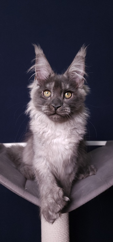 My Bentley Akbars (polydactyl 56/66) - Kitten maine-coon 3 months 3.5 weeks