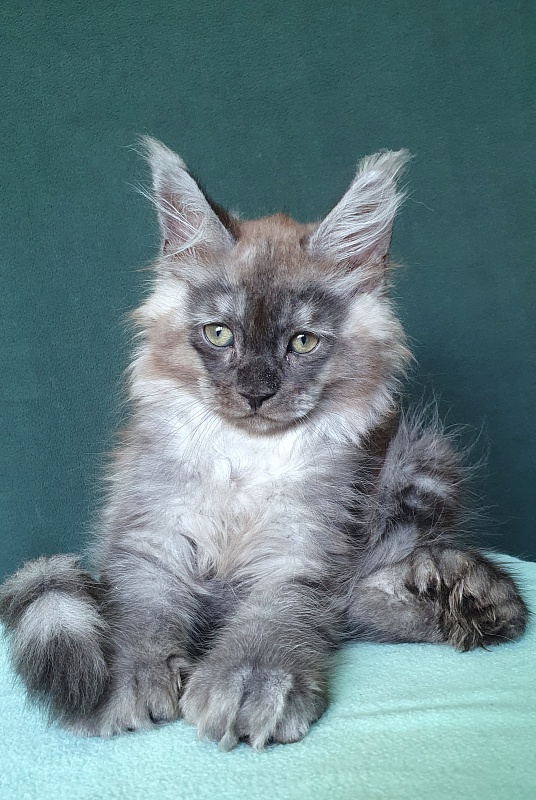 My Mostang  Akbars (polydactyl 66/77) - Kitten maine-coon 2 months 0.5 weeks