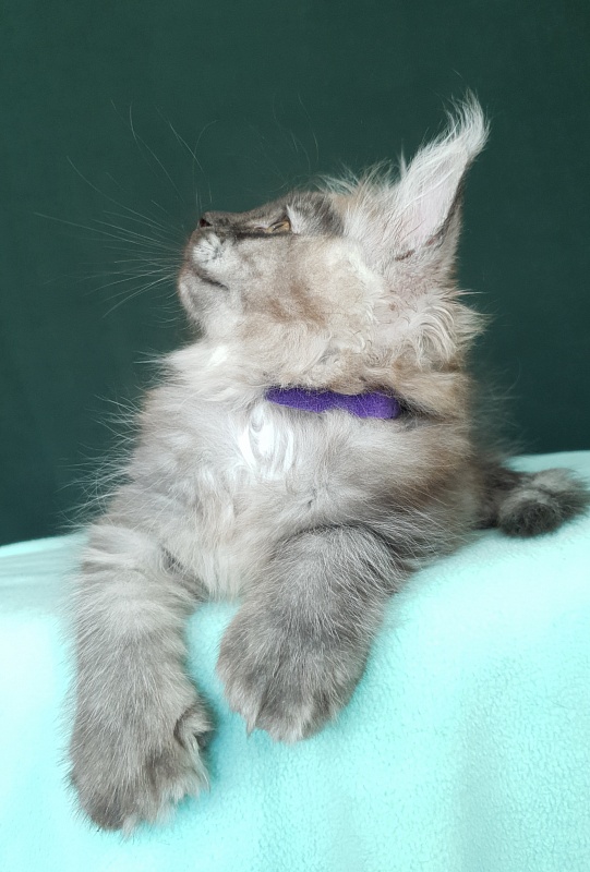 My Mostang  Akbars (polydactyl 66/77) - Kitten maine-coon 2 months 0.5 weeks