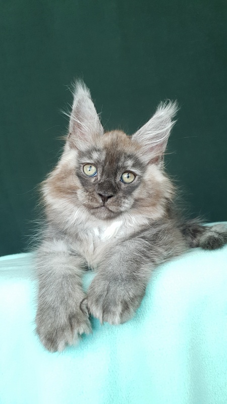 My Mostang  Akbars (polydactyl 66/77) - Kitten maine-coon 2 months 0.5 weeks