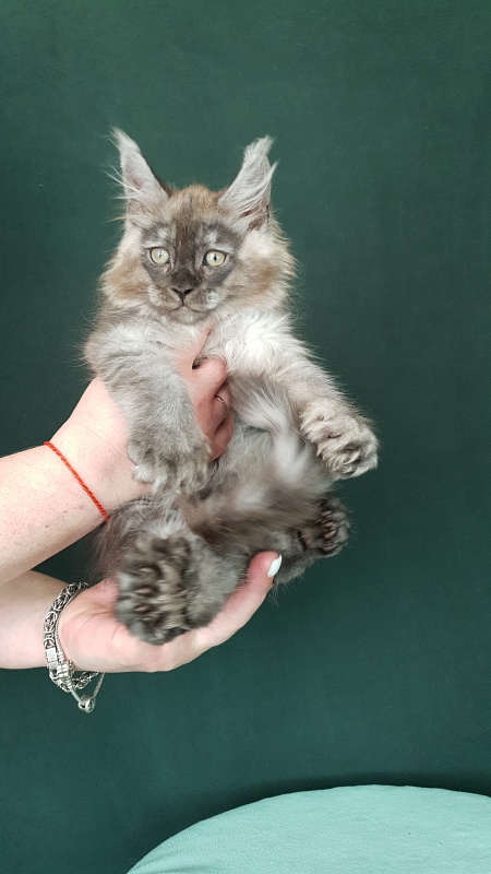My Mostang  Akbars (polydactyl 66/77) - Kitten maine-coon 2 months 0.5 weeks