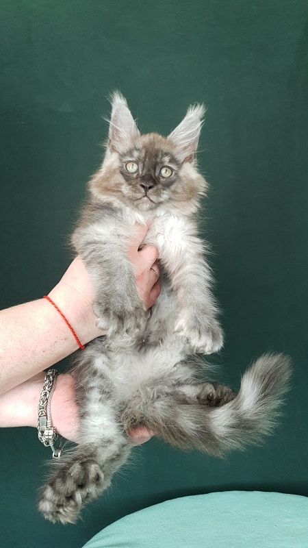 My Mostang  Akbars (polydactyl 66/77) - Kitten maine-coon 2 months 0.5 weeks