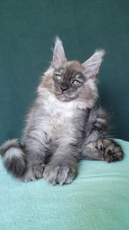My Mostang  Akbars (polydactyl 66/77) - Kitten maine-coon 2 months 0.5 weeks
