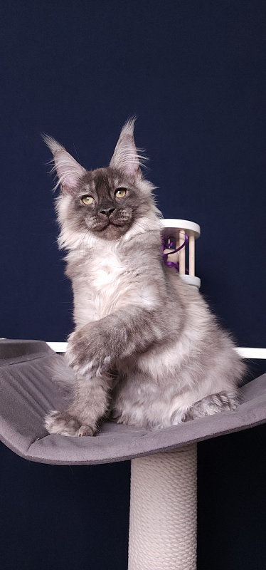My Mostang  Akbars (polydactyl 66/77) - Kitten maine-coon 3 months 3.5 weeks