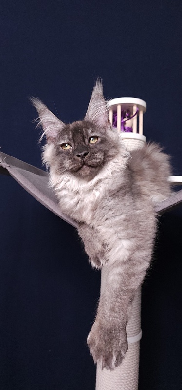 My Mostang  Akbars (polydactyl 66/77) - Kitten maine-coon 3 months 3.5 weeks