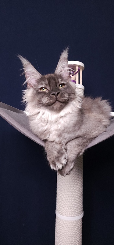 My Mostang  Akbars (polydactyl 66/77) - Kitten maine-coon 3 months 3.5 weeks