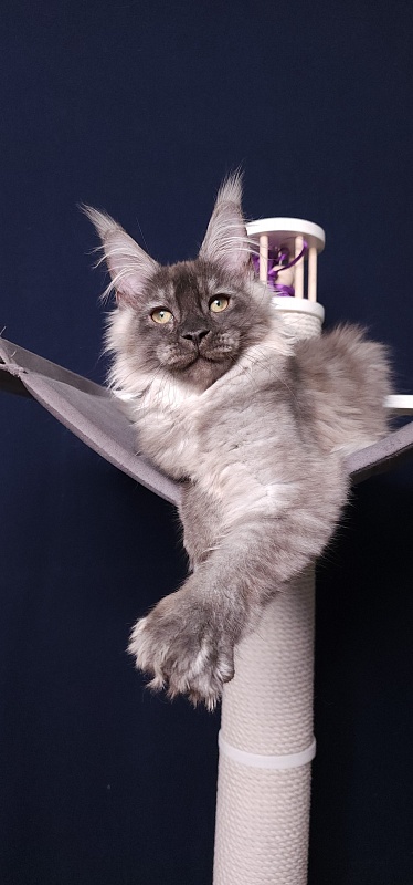 My Mostang  Akbars (polydactyl 66/77) - Kitten maine-coon 3 months 3.5 weeks