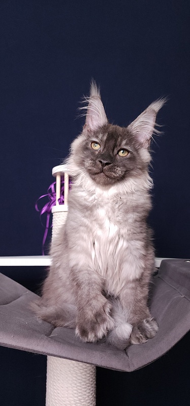 My Mostang  Akbars (polydactyl 66/77) - Kitten maine-coon 3 months 3.5 weeks