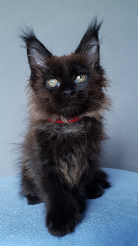 Marusya Akbars (polydactyl) 77/66 - Kitten maine-coon 2 months 0.5 weeks
