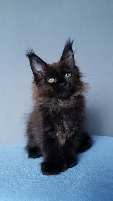 Marusya Akbars (polydactyl) 77/66 - Kitten maine-coon 2 months 0.5 weeks