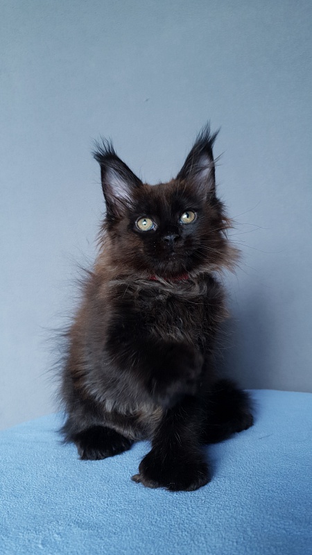 Marusya Akbars (polydactyl) 77/66 - Kitten maine-coon 2 months 0.5 weeks