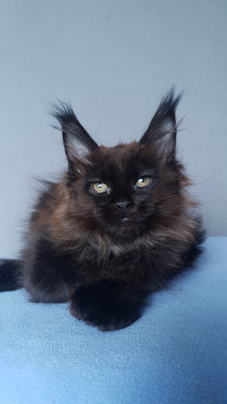 Marusya Akbars (polydactyl) 77/66 - Kitten maine-coon 2 months 0.5 weeks