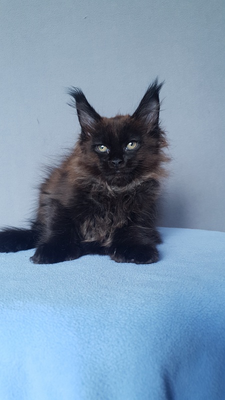 Marusya Akbars (polydactyl) 77/66 - Kitten maine-coon 2 months 0.5 weeks