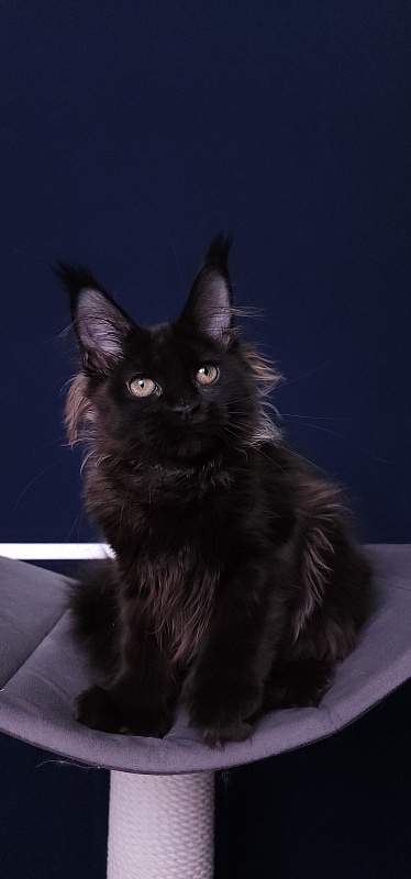 Marusya Akbars (polydactyl) 77/66 - Kitten maine-coon 3 months 3.5 weeks