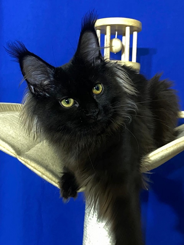 Marusya Akbars (polydactyl) 77/66 - Kitten maine-coon 5 months 1.5 week