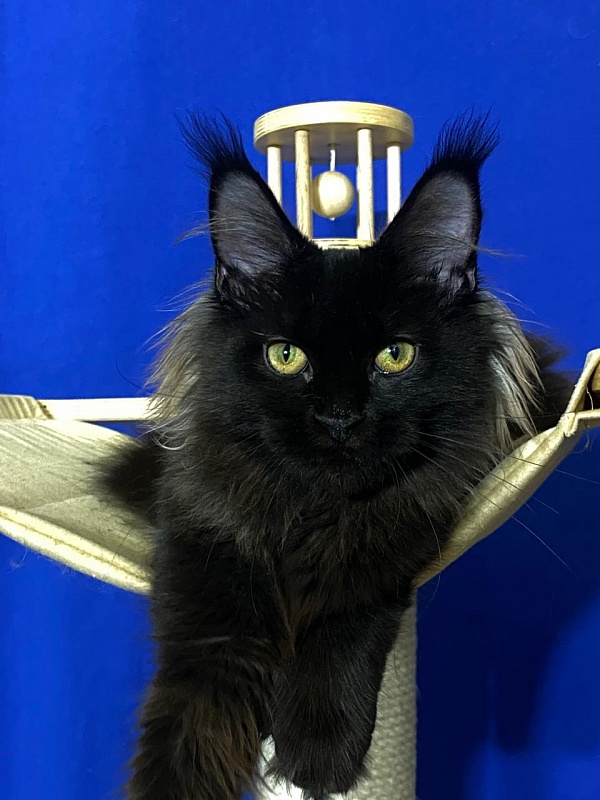 Marusya Akbars (polydactyl) 77/66 - Kitten maine-coon 5 months 1.5 week