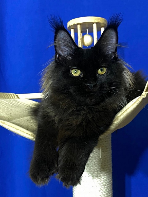 Marusya Akbars (polydactyl) 77/66 - Kitten maine-coon 5 months 1.5 week