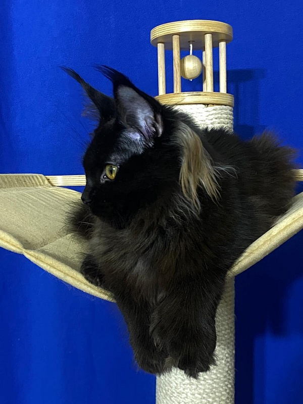 Marusya Akbars (polydactyl) 77/66 - Kitten maine-coon 5 months 1.5 week