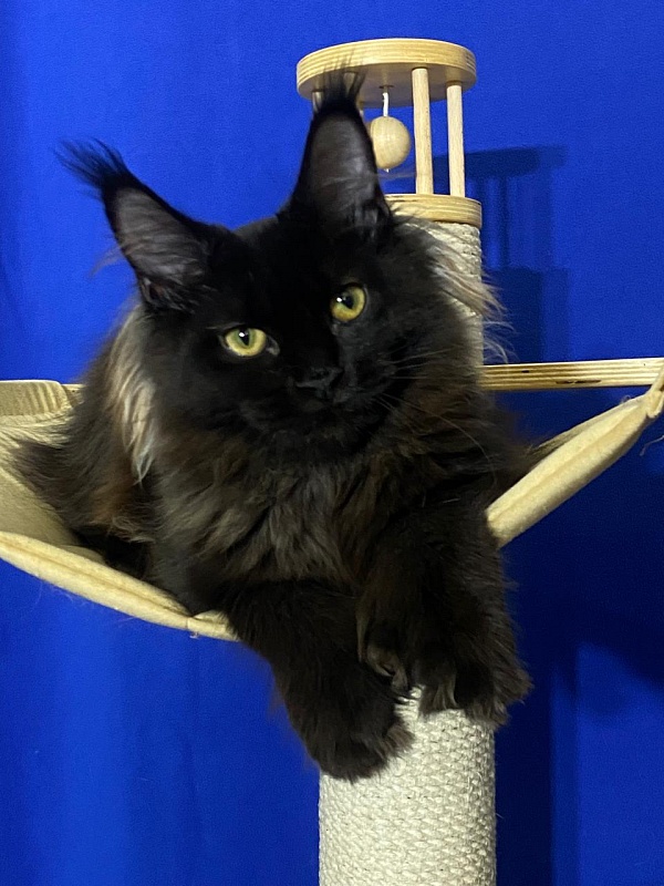 Marusya Akbars (polydactyl) 77/66 - Kitten maine-coon 5 months 1.5 week