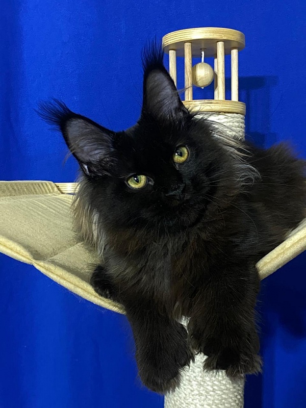 Marusya Akbars (polydactyl) 77/66 - Kitten maine-coon 5 months 1.5 week