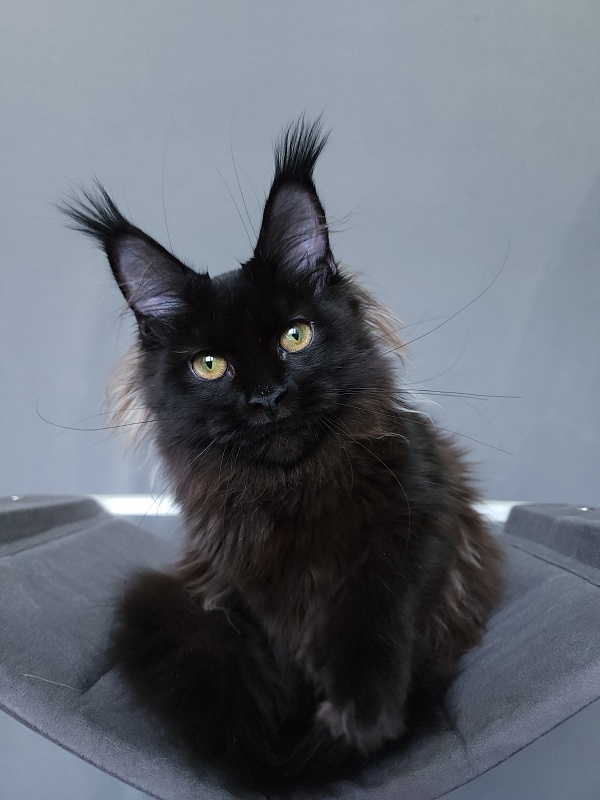 Marusya Akbars (polydactyl) 77/66 - Kitten maine-coon 5 months 3.5 weeks