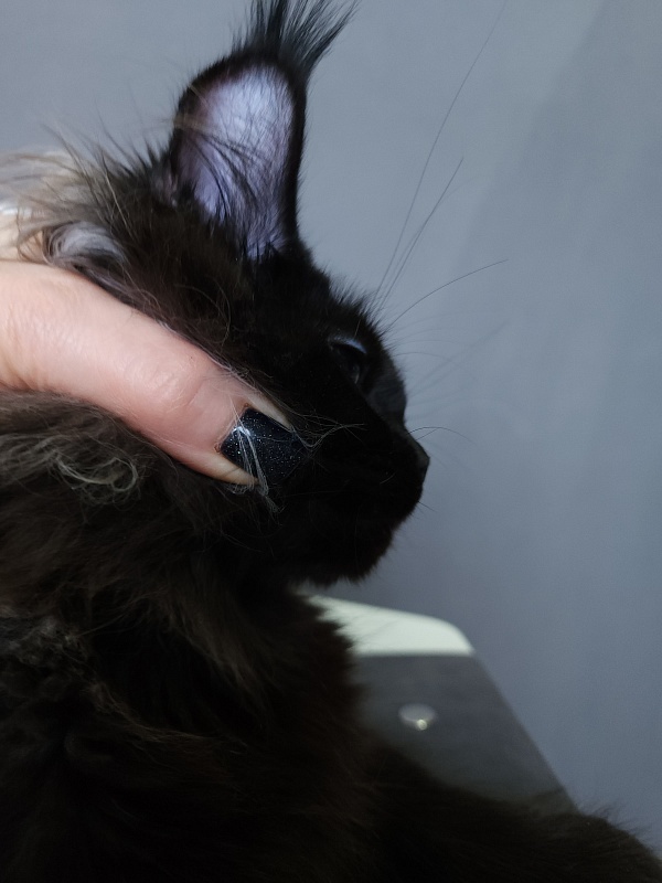 Marusya Akbars (polydactyl) 77/66 - Kitten maine-coon 5 months 3.5 weeks