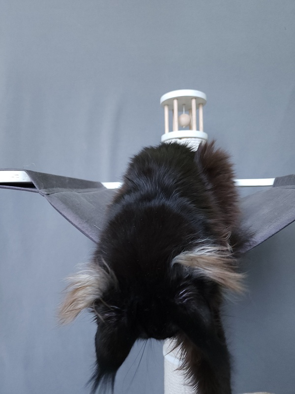 Marusya Akbars (polydactyl) 77/66 - Kitten maine-coon 5 months 3.5 weeks