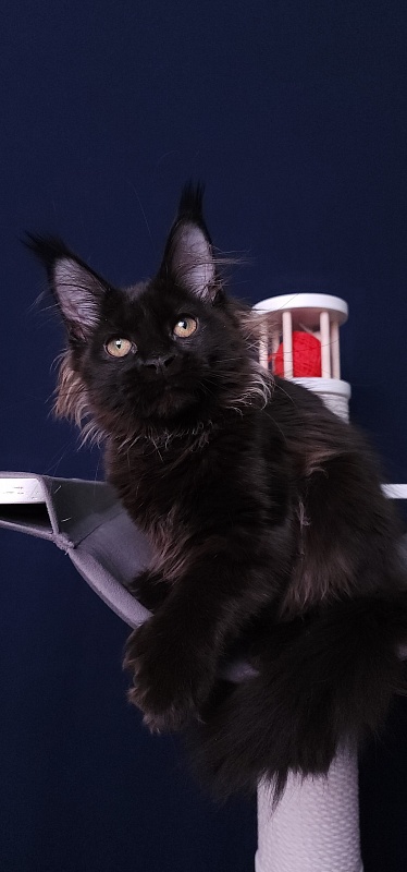 Marusya Akbars (polydactyl) 77/66 - Kitten maine-coon 3 months 3.5 weeks