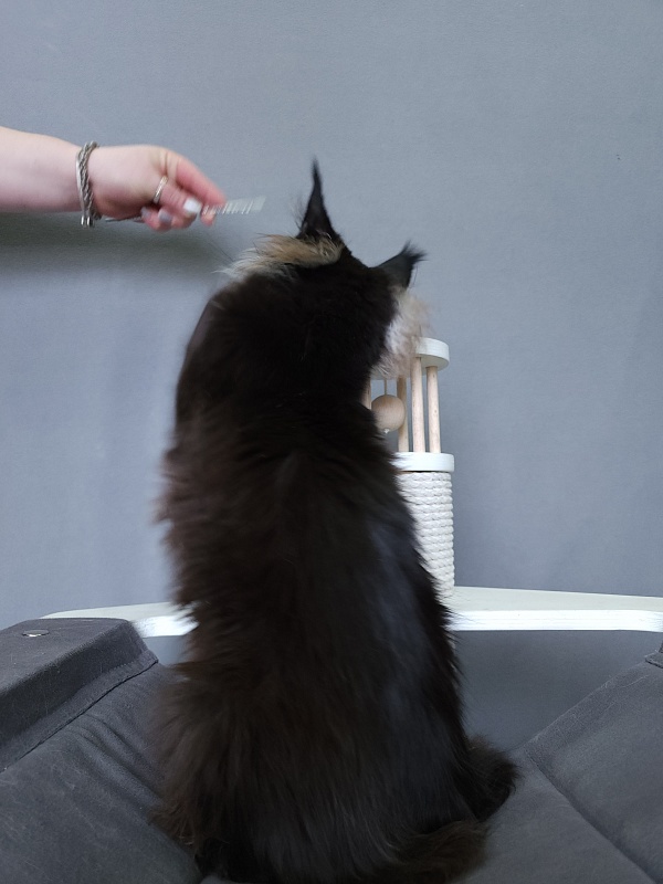 Marusya Akbars (polydactyl) 77/66 - Kitten maine-coon 5 months 3.5 weeks