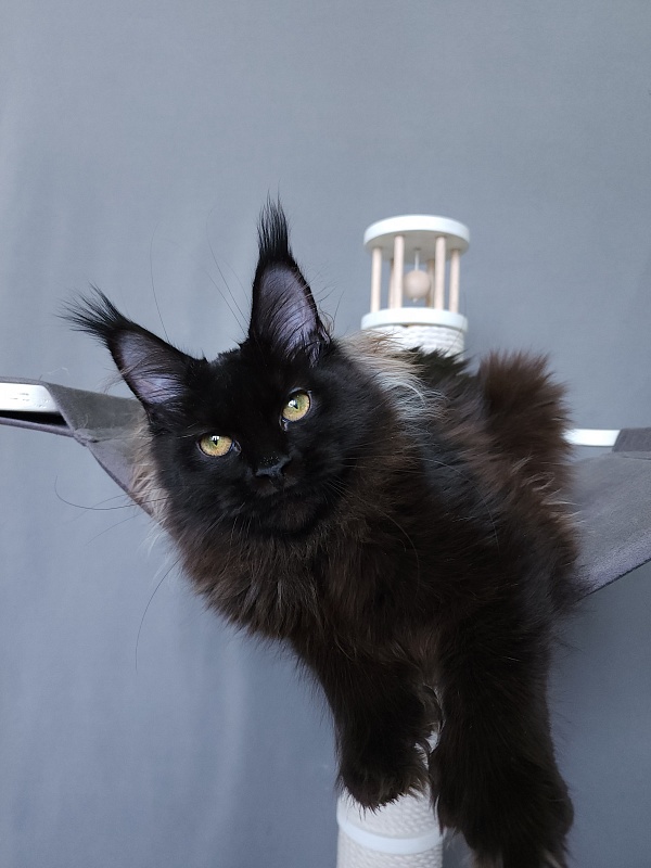 Marusya Akbars (polydactyl) 77/66 - Kitten maine-coon 5 months 3.5 weeks