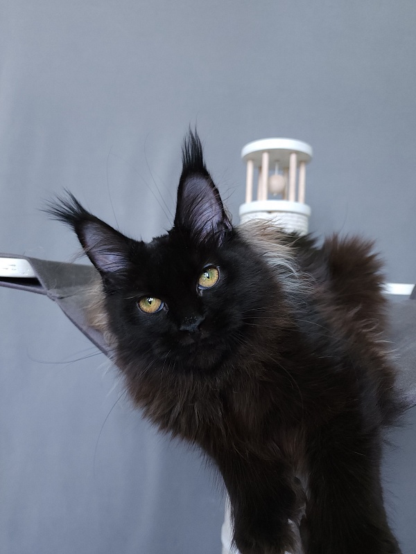 Marusya Akbars (polydactyl) 77/66 - Kitten maine-coon 5 months 3.5 weeks