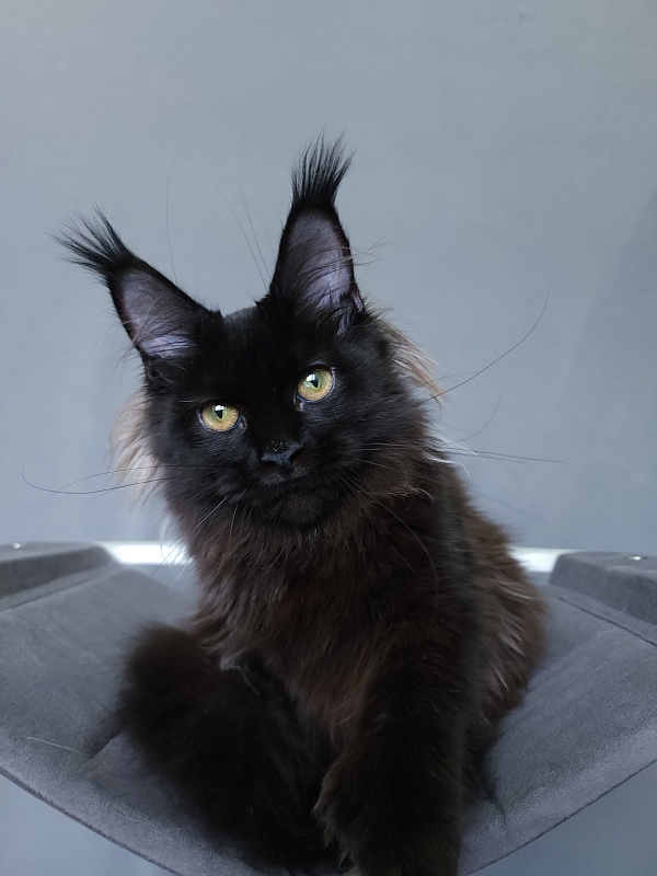 Marusya Akbars (polydactyl) 77/66 - Kitten maine-coon 5 months 3.5 weeks