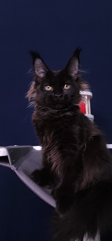 Marusya Akbars (polydactyl) 77/66 - Kitten maine-coon 3 months 3.5 weeks