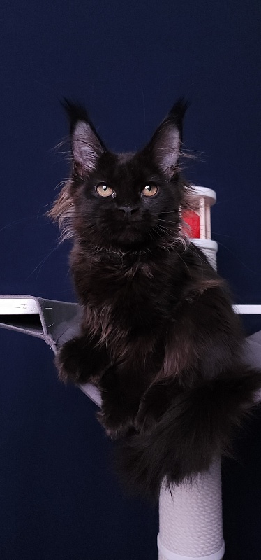 Marusya Akbars (polydactyl) 77/66 - Kitten maine-coon 3 months 3.5 weeks