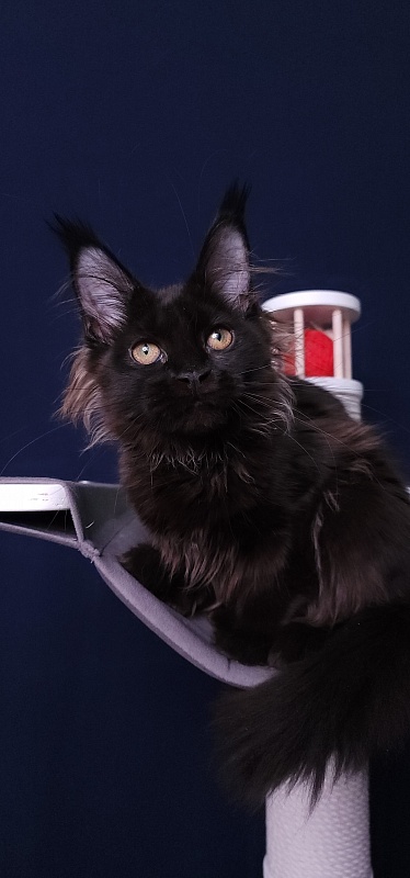 Marusya Akbars (polydactyl) 77/66 - Kitten maine-coon 3 months 3.5 weeks