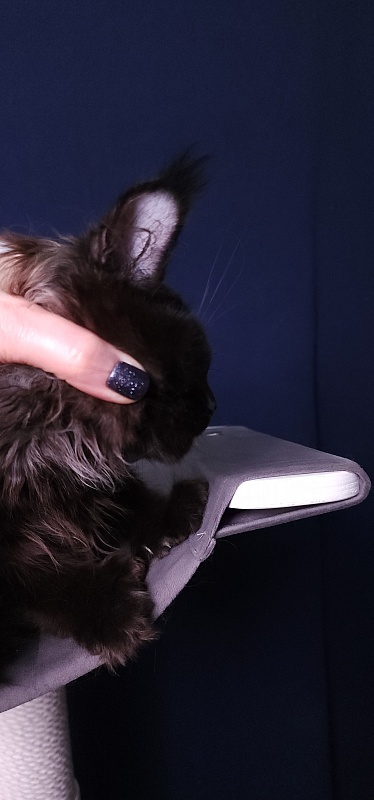 Marusya Akbars (polydactyl) 77/66 - Kitten maine-coon 3 months 3.5 weeks