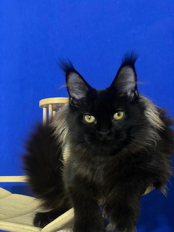 Marusya Akbars (polydactyl) 77/66 - Kitten maine-coon 5 months 1.5 week