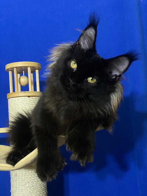 Marusya Akbars (polydactyl) 77/66 - Kitten maine-coon 5 months 1.5 week