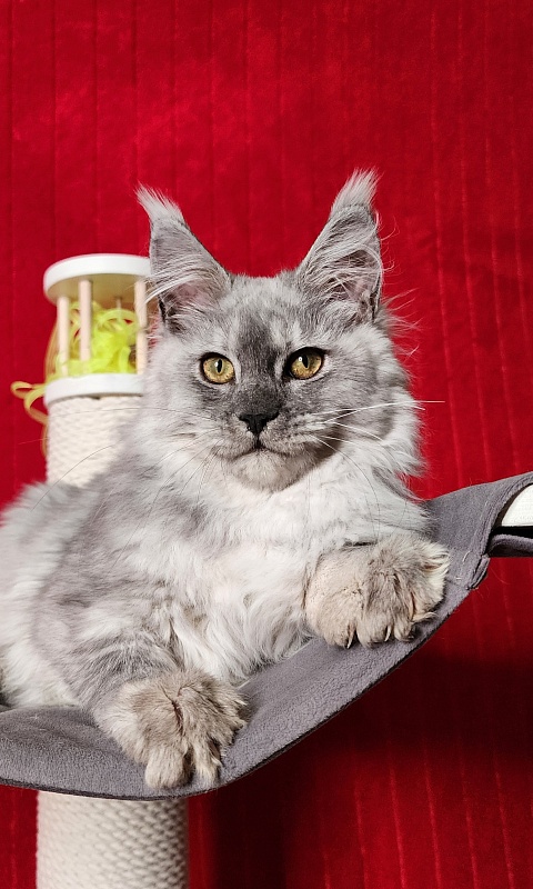 Ice lady Akbars - Kitten maine-coon 4 months 3 weeks