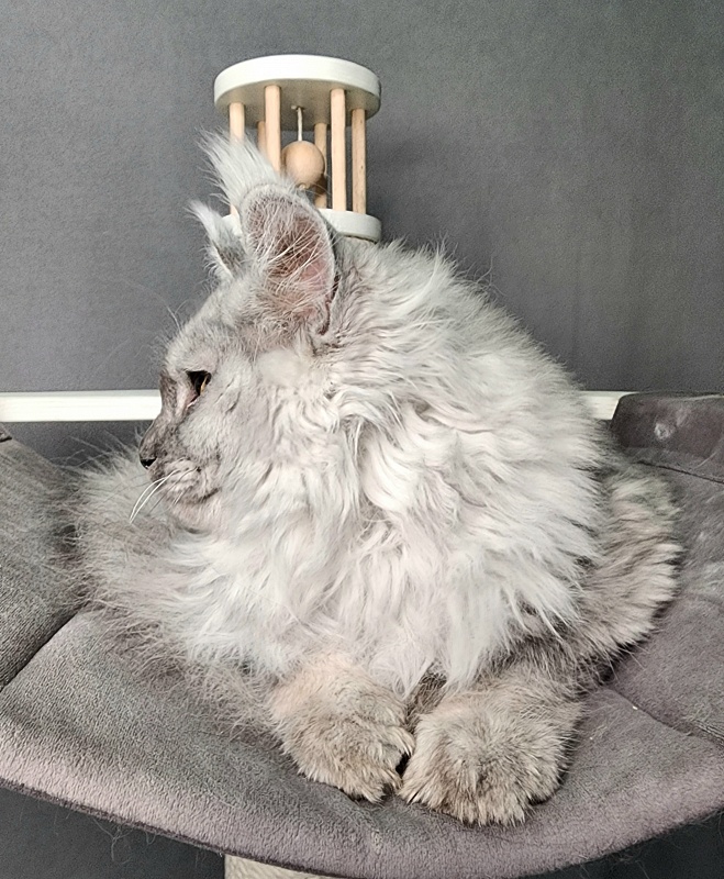 Ice lady Akbars - Kitten maine-coon 5.5 months