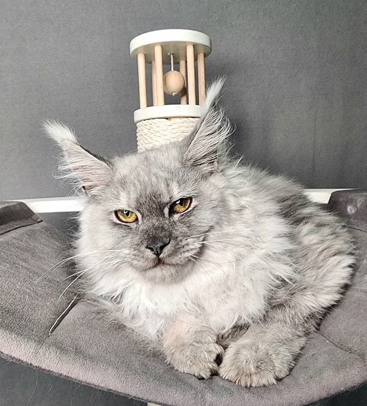 Ice lady Akbars - Kitten maine-coon 5.5 months