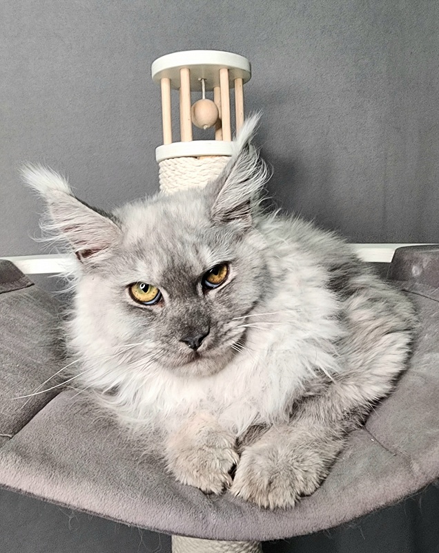 Ice lady Akbars - Kitten maine-coon 5.5 months