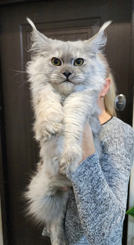 Ice lady Akbars - Kitten maine-coon 5.5 months