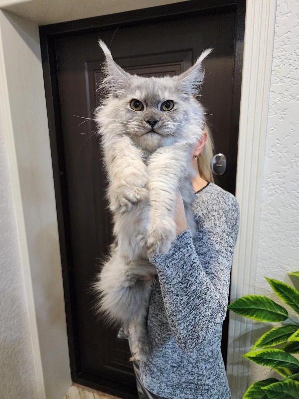 Ice lady Akbars - Kitten maine-coon 5.5 months