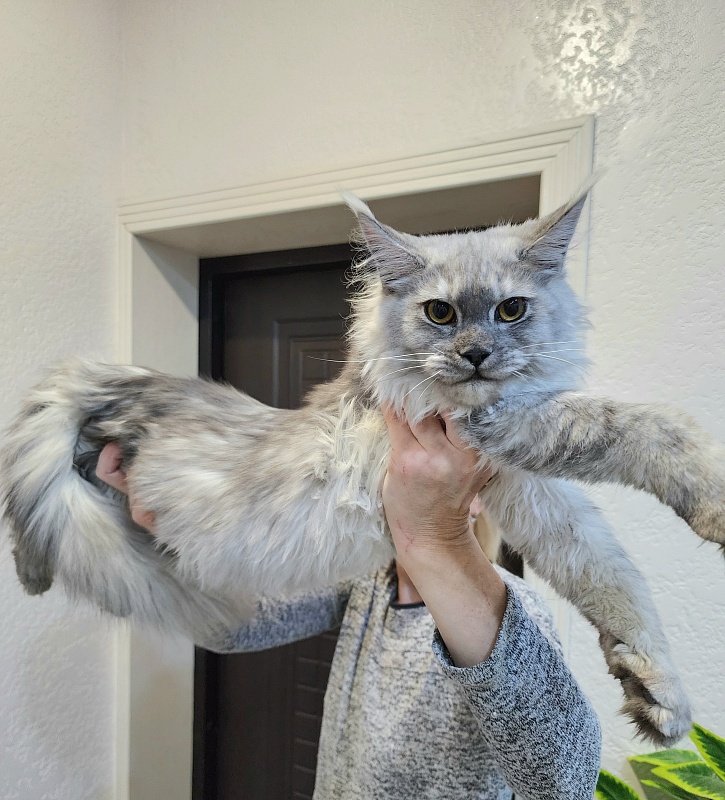 Ice lady Akbars - Kitten maine-coon 5.5 months