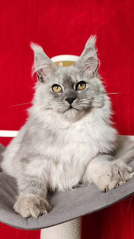 Ice lady Akbars - Kitten maine-coon 4 months 3 weeks