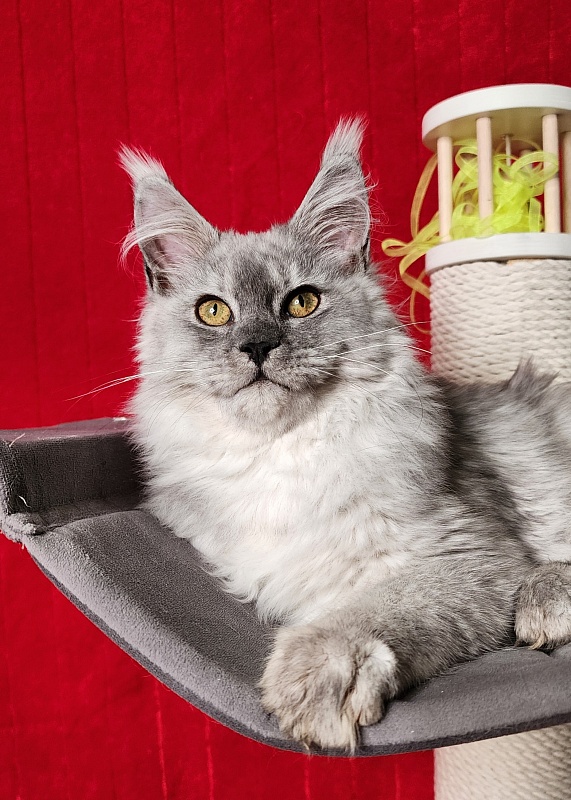 Ice lady Akbars - Kitten maine-coon 4 months 3 weeks