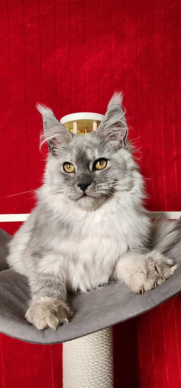 Ice lady Akbars - Kitten maine-coon 4 months 3 weeks