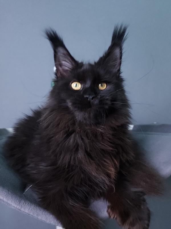 J. C. Lisa  Akbars (polydactyl 66/66) - Kitten maine-coon 5 months 3 weeks