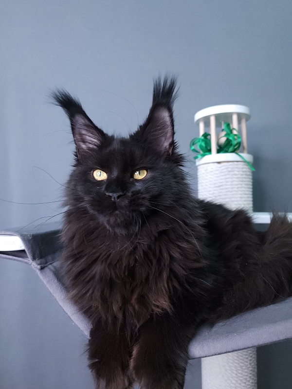 J. C. Lisa  Akbars (polydactyl 66/66) - Kitten maine-coon 5 months 3 weeks